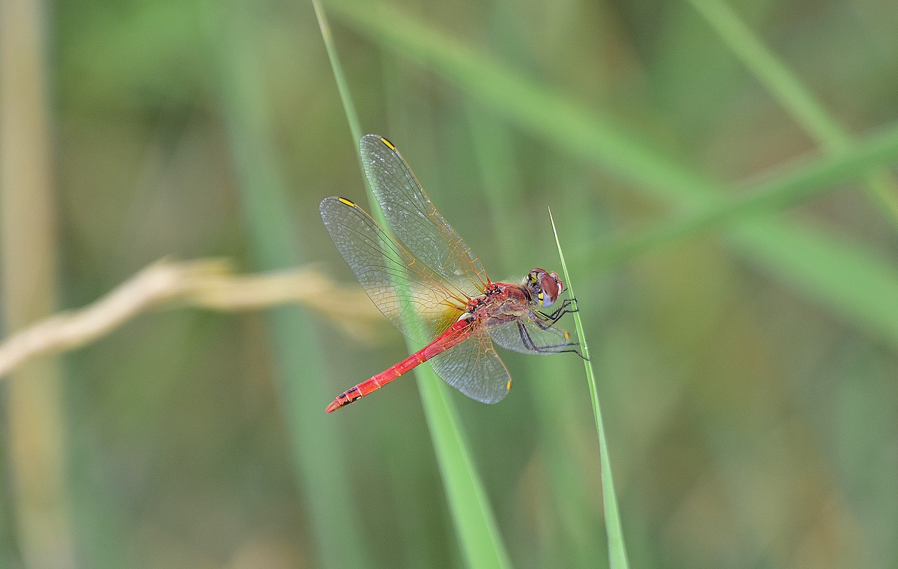 Pobūdį,  Vabzdžiai,  Dragonfly,  Sparnai,  Vabzdys, Nemokamos Nuotraukos,  Nemokama Licenzija