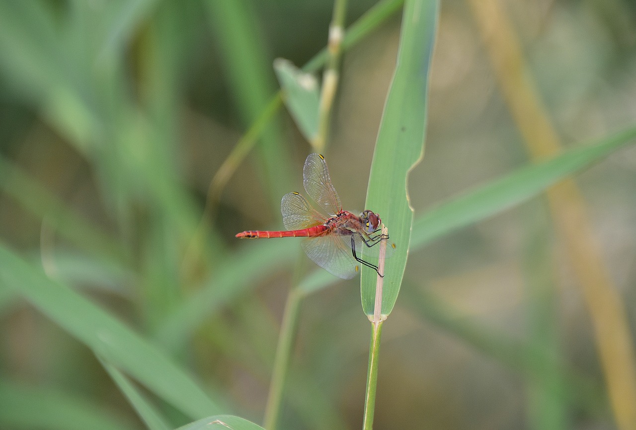 Pobūdį,  Vabzdžiai,  Dragonfly,  Sparnai,  Vabzdys, Nemokamos Nuotraukos,  Nemokama Licenzija