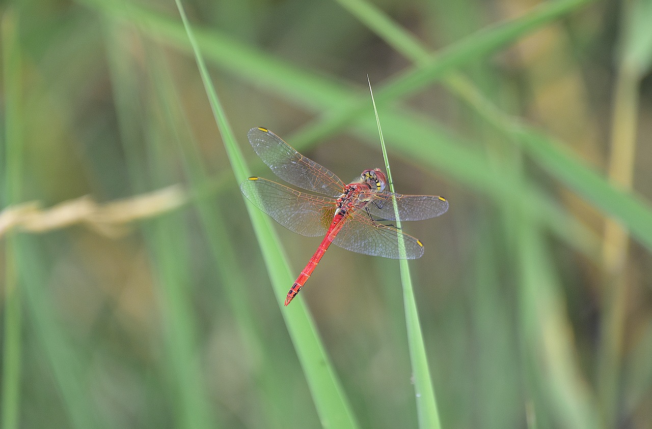 Pobūdį,  Vabzdžiai,  Dragonfly,  Sparnai,  Vabzdys, Nemokamos Nuotraukos,  Nemokama Licenzija