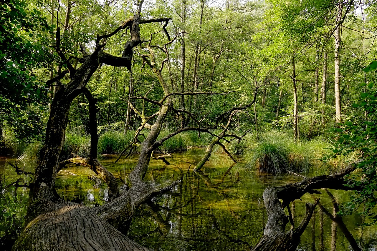 Pobūdį,  Miškas,  Miręs Medis,  Nuvirtusių Medžių,  Parkas,  Kraštovaizdis,  Medžiai,  Vandens,  Vasara,  Veidrodinis