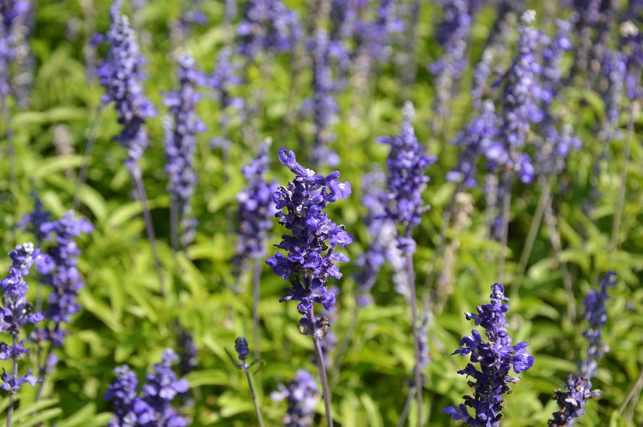 Pobūdį,  Gėlės,  Žydi,  Augalų,  Floros,  Laukinių Gėlių,  Meadow,  Violetinė,  Vasara, Nemokamos Nuotraukos