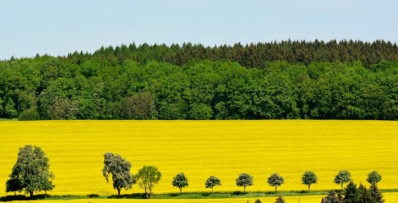 Pobūdį,  Aliejinių Rapsų,  Laukas,  Žemdirbystė,  Platus, Nemokamos Nuotraukos,  Nemokama Licenzija