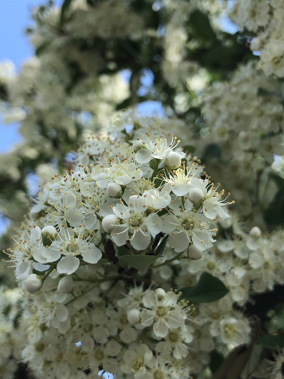 Pobūdį,  Augalų,  Vasara,  Sodas,  Pavasaris,  Floros,  Žiedlapiai,  Lauko,  Gėlės,  Geltona