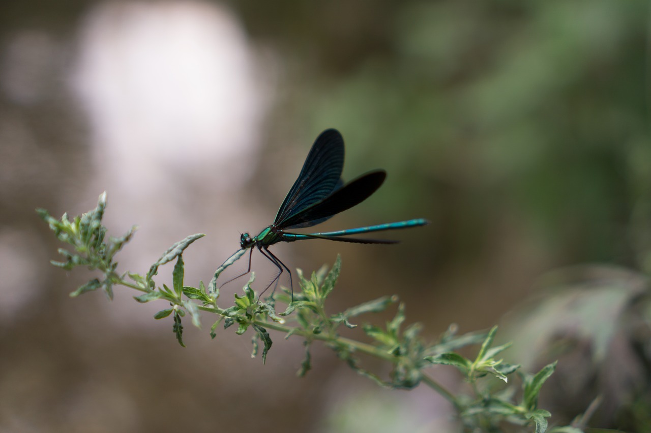 Pobūdį,  Dragonfly,  Vabzdžiai,  Gyvūnas,  Sparnas,  Ważka Elementus,  Žalias,  Laukinių,  Biologija,  Vasara