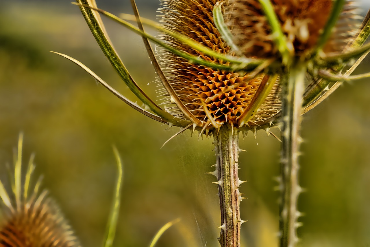 Pobūdį,  Augalų,  Thistle,  Prarastas Usnis,  Erškėčiai,  Stingas,  Trockenblume,  Iš Arti,  Vasara, Nemokamos Nuotraukos