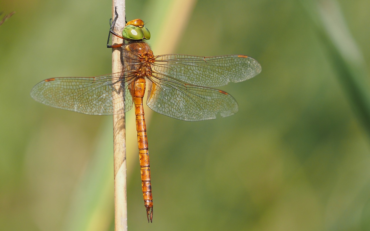 Pobūdį,  Vabzdžiai,  Dragonfly,  Makro, Nemokamos Nuotraukos,  Nemokama Licenzija