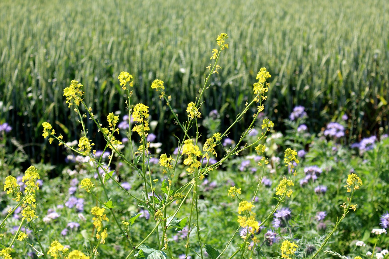 Gamta, Flora, Gėlės, Aliejiniai Rapsai, Rapsų Žiedai, Rugių Laukas, Fonas, Geltona, Nemokamos Nuotraukos,  Nemokama Licenzija