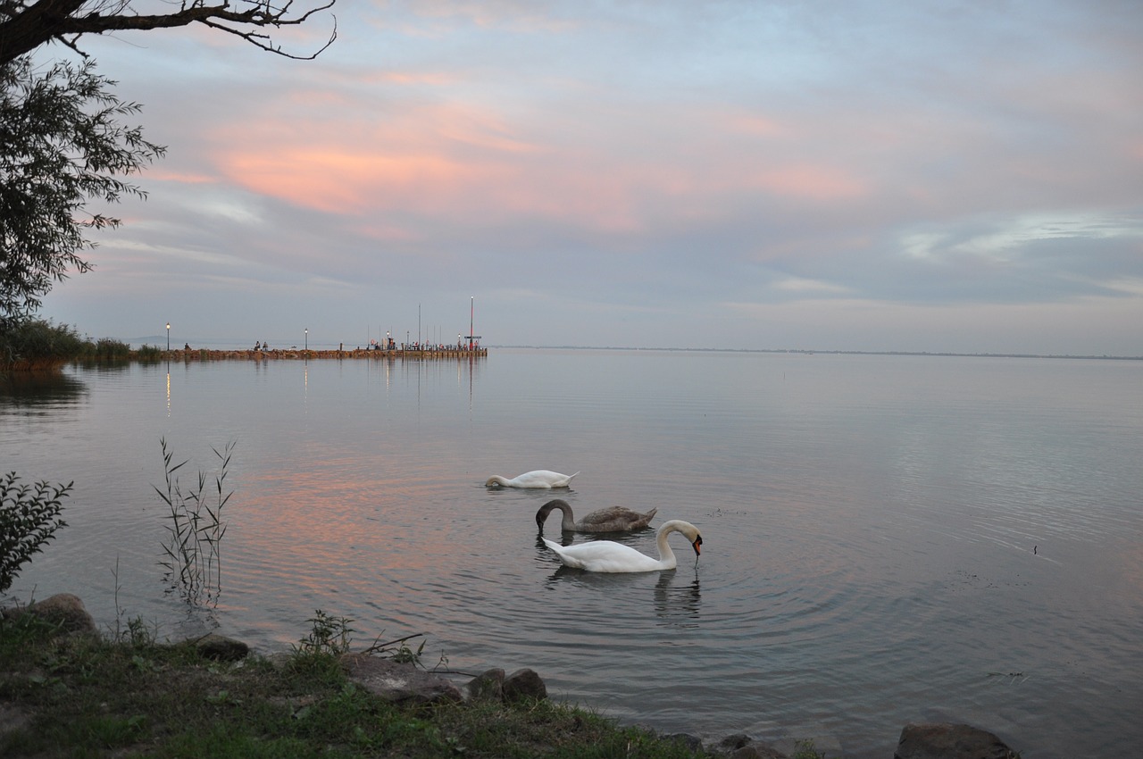 Gamta, Balaton Ežeras, Ežeras, Vanduo, Nemokamos Nuotraukos,  Nemokama Licenzija