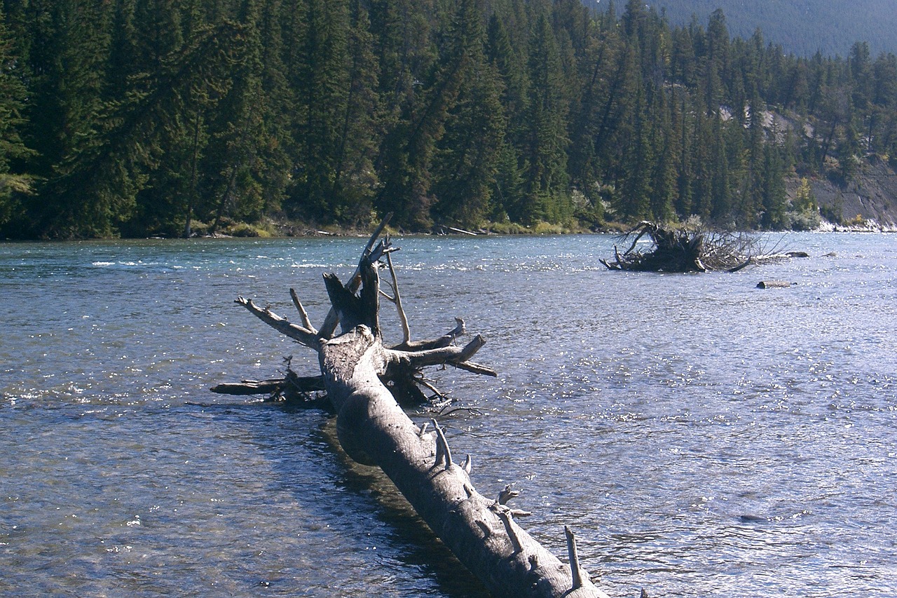 Gamta, Upė, Vanduo, Kraštovaizdis, Miškas, Poilsis, Medžiai, Kanada, Banff, Nacionalinis Parkas