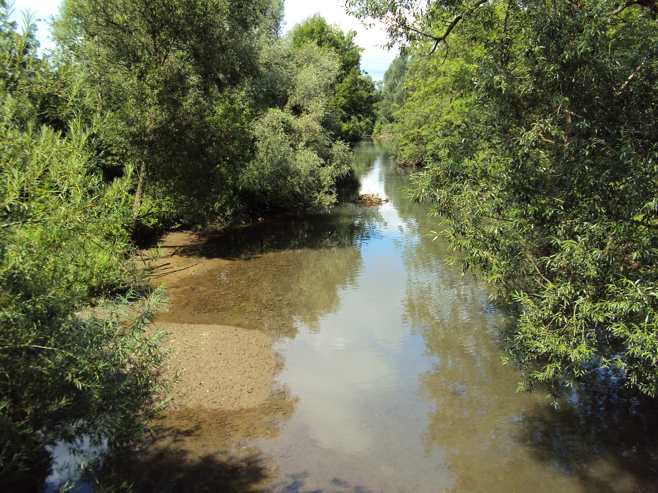 Gamta, Vanduo, Miškas, Nemokamos Nuotraukos,  Nemokama Licenzija