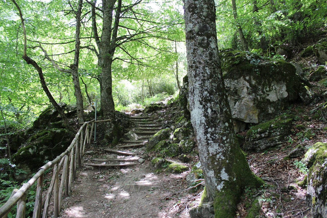 Gamta, Miškas, Medis, Nemokamos Nuotraukos,  Nemokama Licenzija