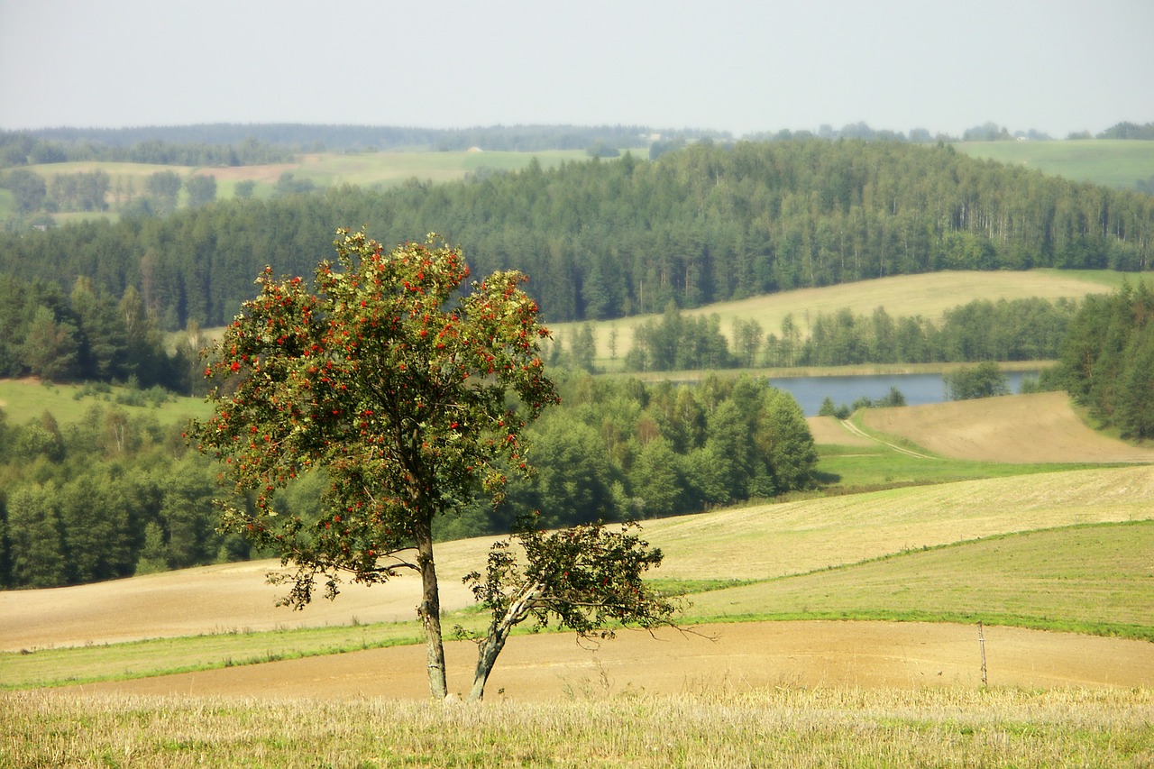 Gamta, Kraštovaizdis, Medis, Rowan, Ežeras, Miškas, Pieva, Laukai, Vasara, Suvalkų Regionas