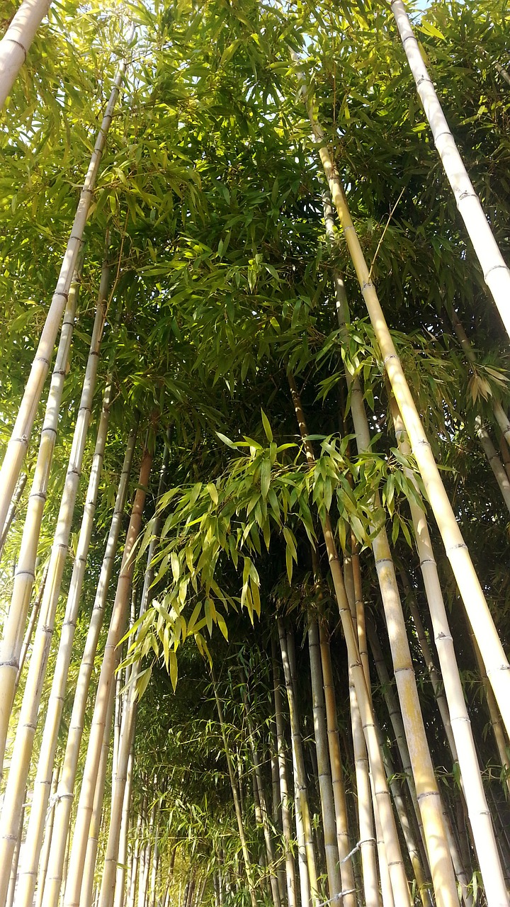 Gamta, Bambukas, Miškas, Bambuko Miškas, Augalai, Nemokamos Nuotraukos,  Nemokama Licenzija