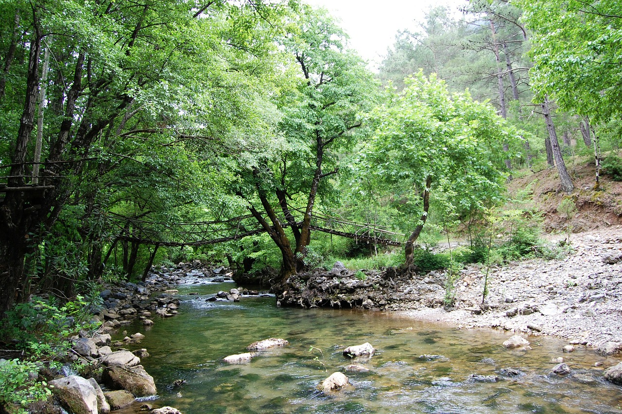 Gamta, Žalias, Pavasaris, Nemokamos Nuotraukos,  Nemokama Licenzija