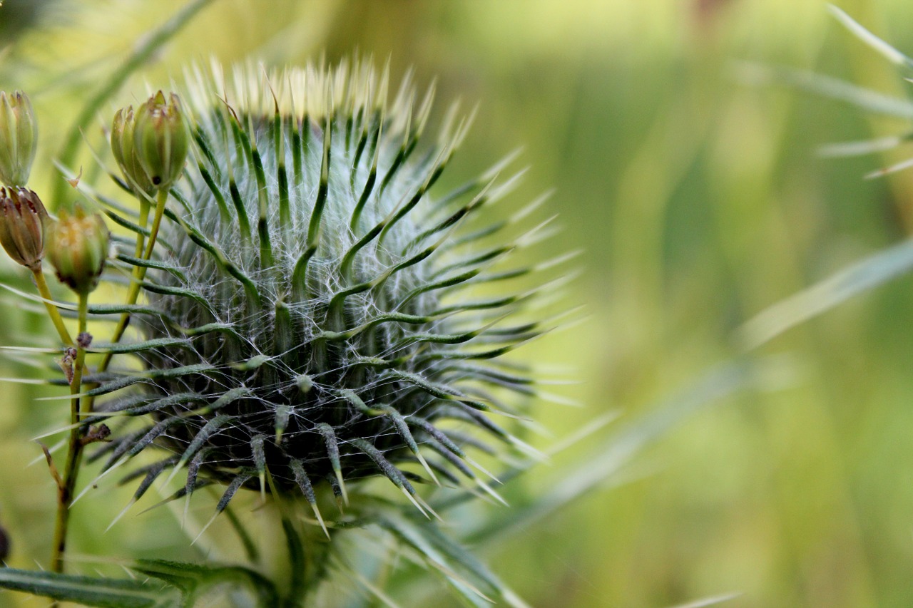 Gamta, Pieva, Vasara, Augalas, Drakonas, Žalias, Nemokamos Nuotraukos,  Nemokama Licenzija