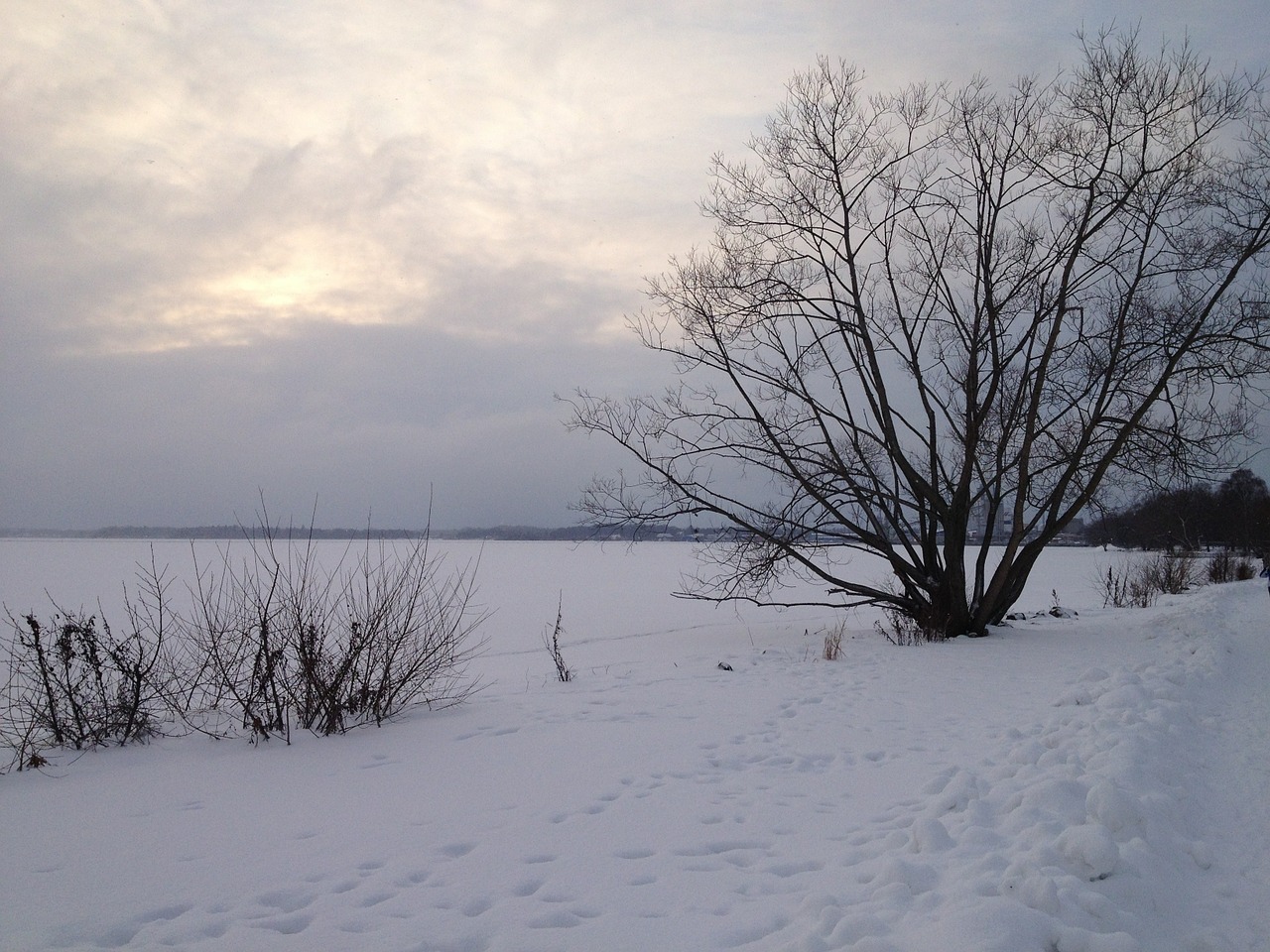 Gamta, Žiema, Švedija, Nemokamos Nuotraukos,  Nemokama Licenzija