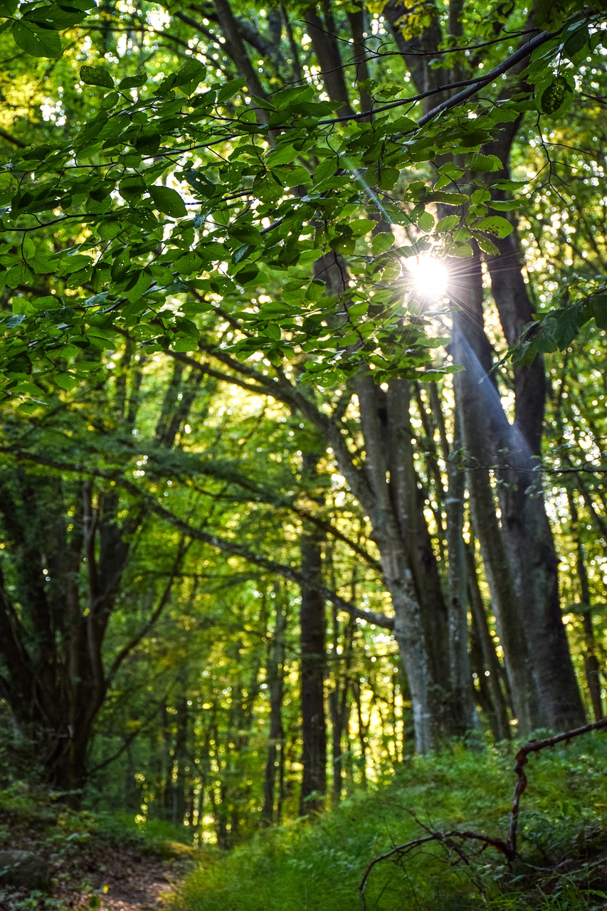 Gamta, Žalias, Lapai, Miškas, Saulės Šviesa, Medis, Kietmedis, Nemokamos Nuotraukos,  Nemokama Licenzija