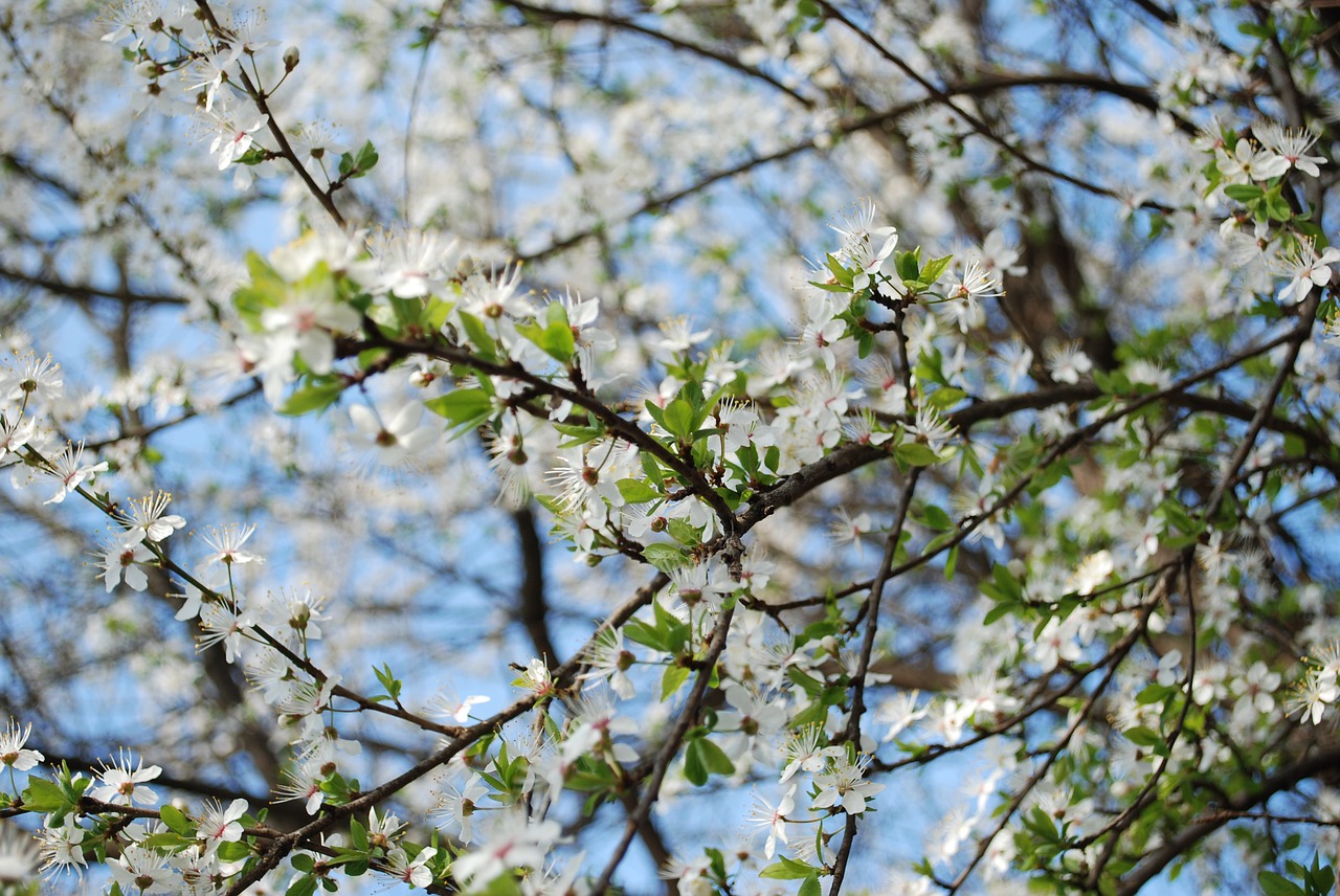 Gamta, Pavasaris, Gėlė, Nemokamos Nuotraukos,  Nemokama Licenzija
