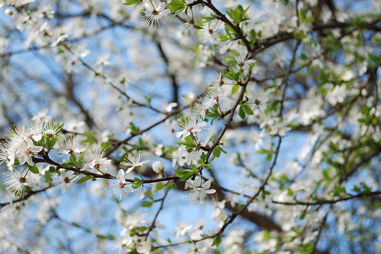 Gamta, Pavasaris, Gėlė, Nemokamos Nuotraukos,  Nemokama Licenzija