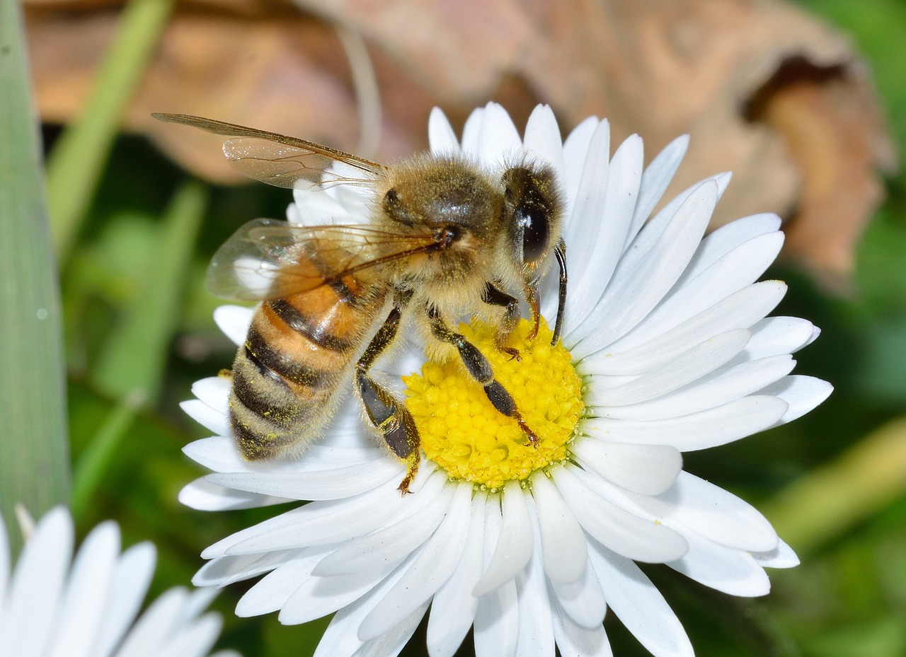 Gamta, Vabzdžiai, Apis, Mellifera, Nemokamos Nuotraukos,  Nemokama Licenzija