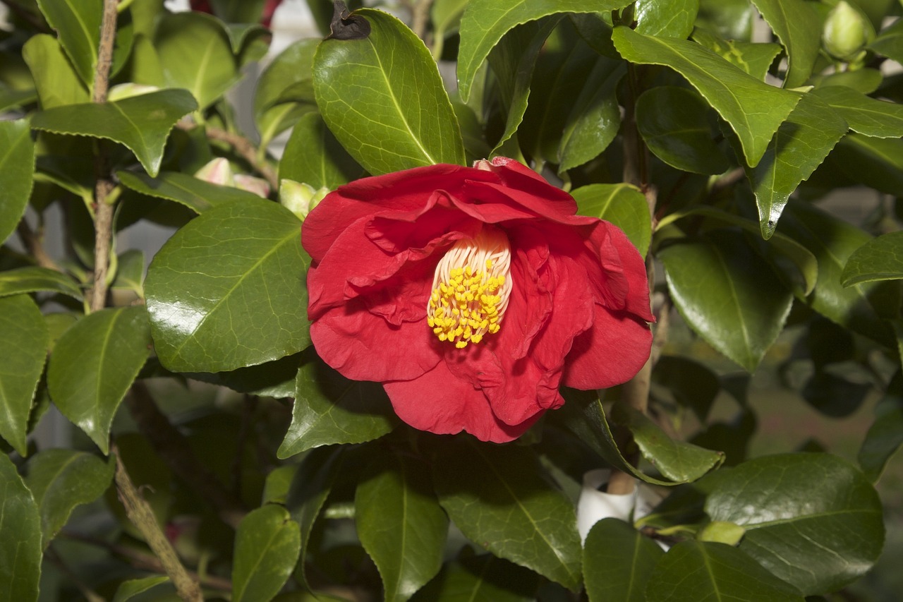 Gamta, Gėlė, Kamelija, Camellia Japonica, Raudona, Sodas, Nemokamos Nuotraukos,  Nemokama Licenzija