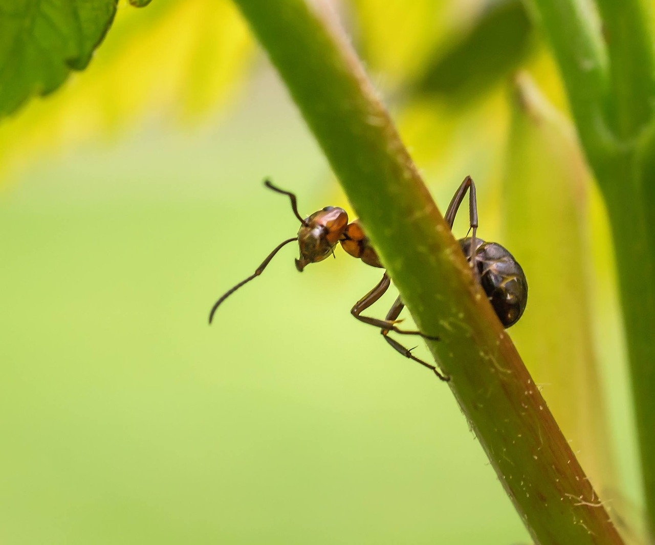 Gamta, Ant, Vabzdys, Miškas, Nemokamos Nuotraukos,  Nemokama Licenzija