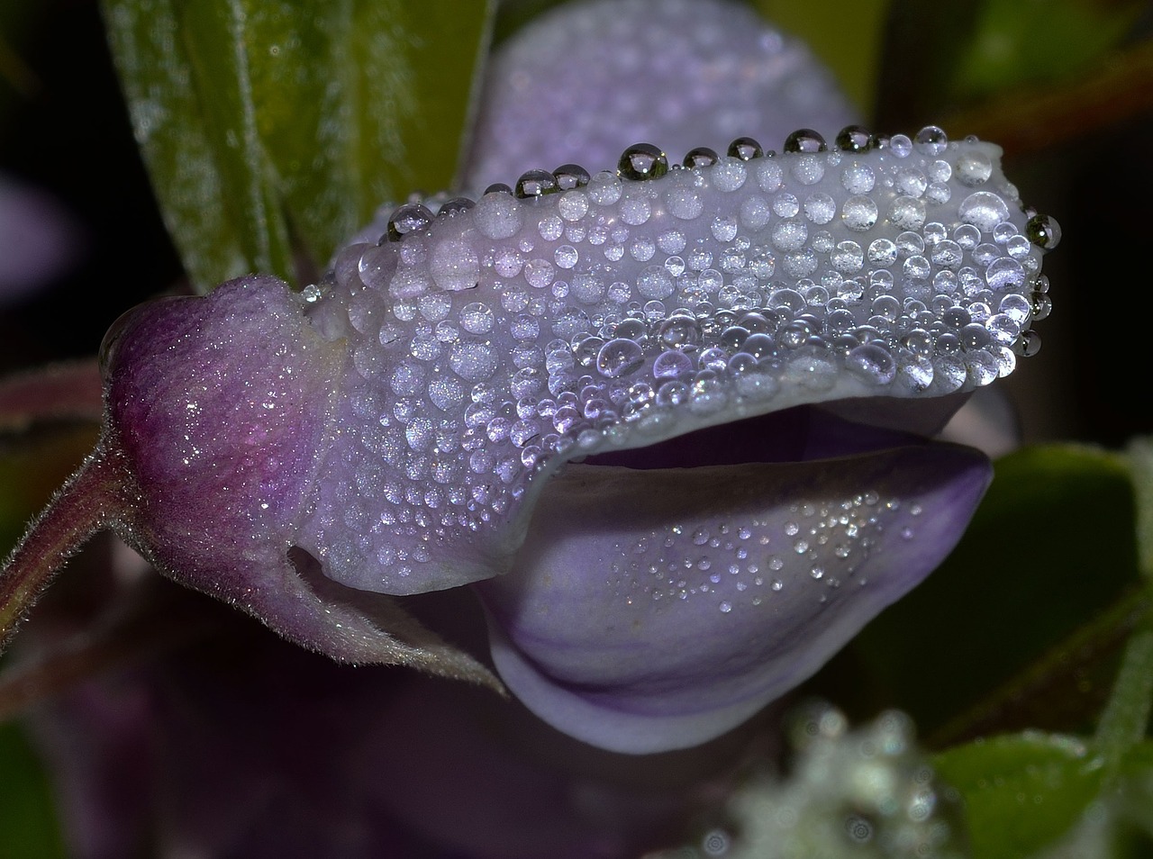 Gamta,  Gėlė,  Budas,  Wisteria, Nemokamos Nuotraukos,  Nemokama Licenzija