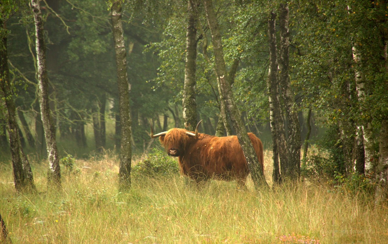 Gamta, Škotų Kalnakasė, Jaučiai, Nemokamos Nuotraukos,  Nemokama Licenzija