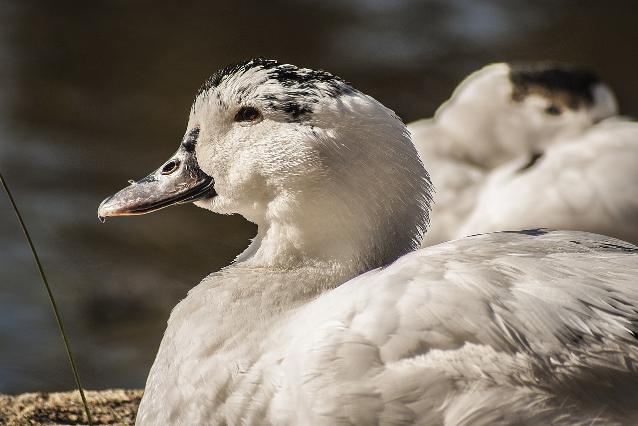 Gamta, Gyvūnas, Vandens Gyvūnai, Antis, Vandens Paukščiai, Fauna, Plunksnos, Laukiniai Antis, Vanduo, Nemokamos Nuotraukos