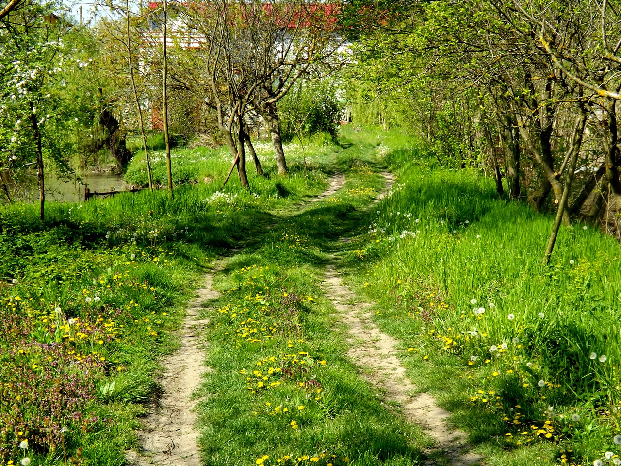 Gamta,  Kiaulpienė,  Augmenija,  Žalias,  Kraštovaizdis, Nemokamos Nuotraukos,  Nemokama Licenzija