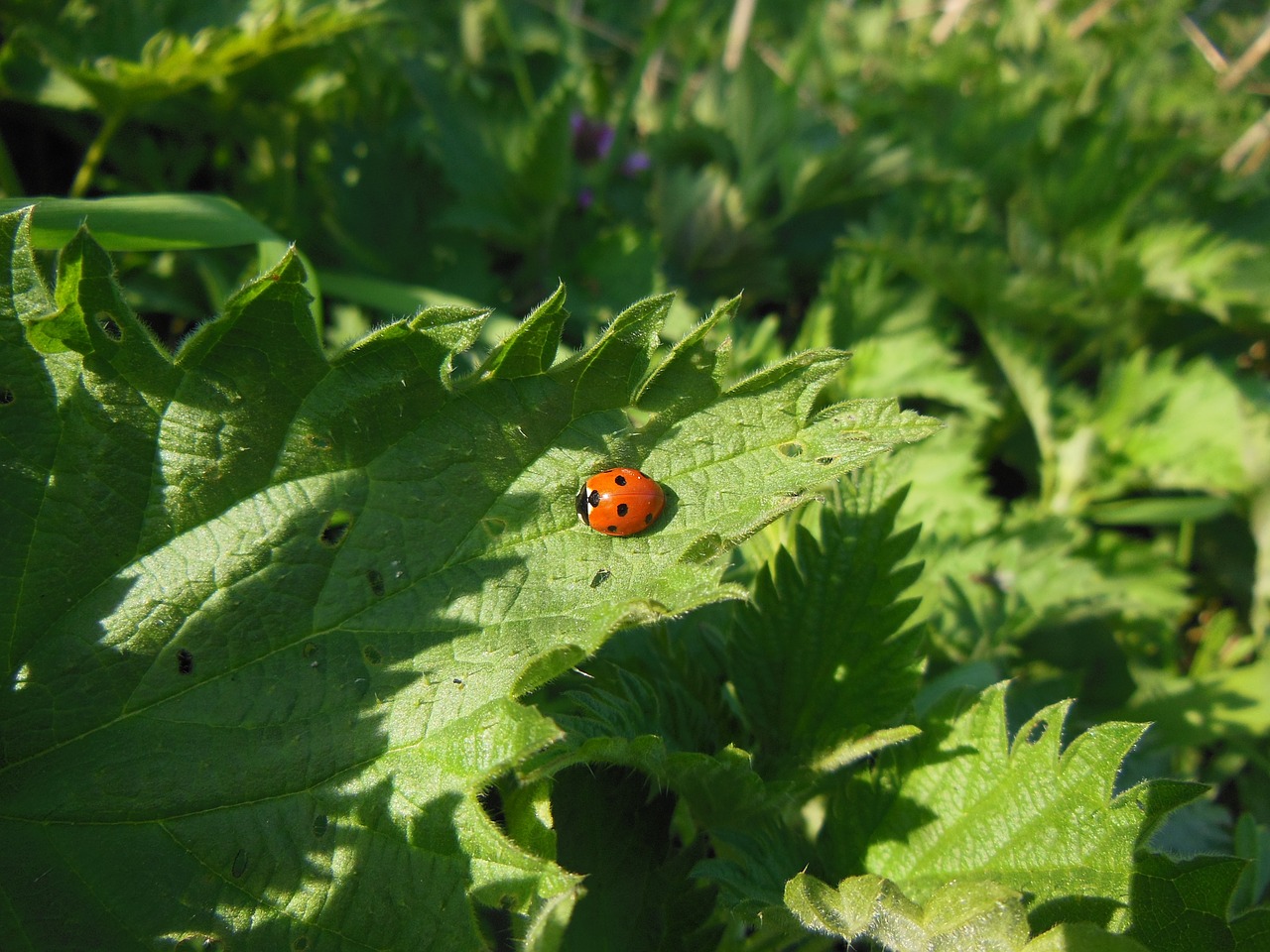 Gamta,  Dilgėlė,  Boružė,  Poilsis,  Žiemojimas,  Augalai,  Coccinella Septempunctata,  Kovą,  Saulėta Diena, Nemokamos Nuotraukos