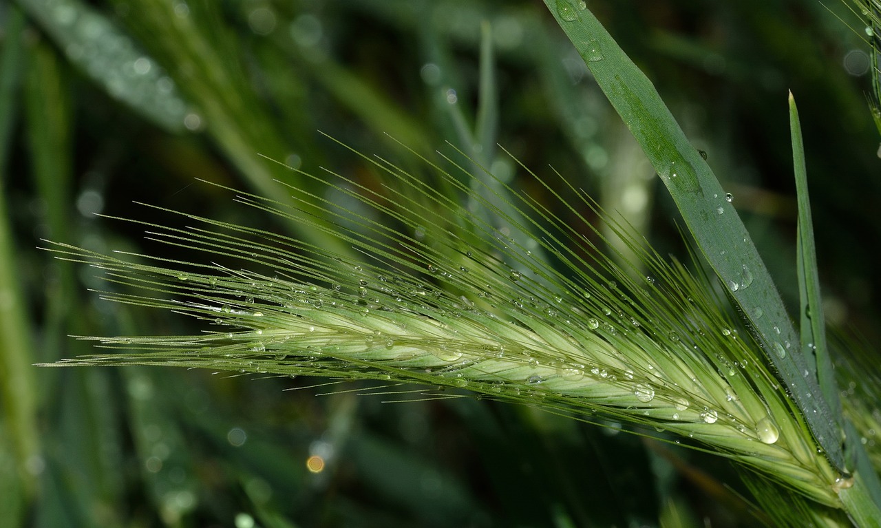 Gamta,  Vanduo,  Lašai,  Triticum, Nemokamos Nuotraukos,  Nemokama Licenzija