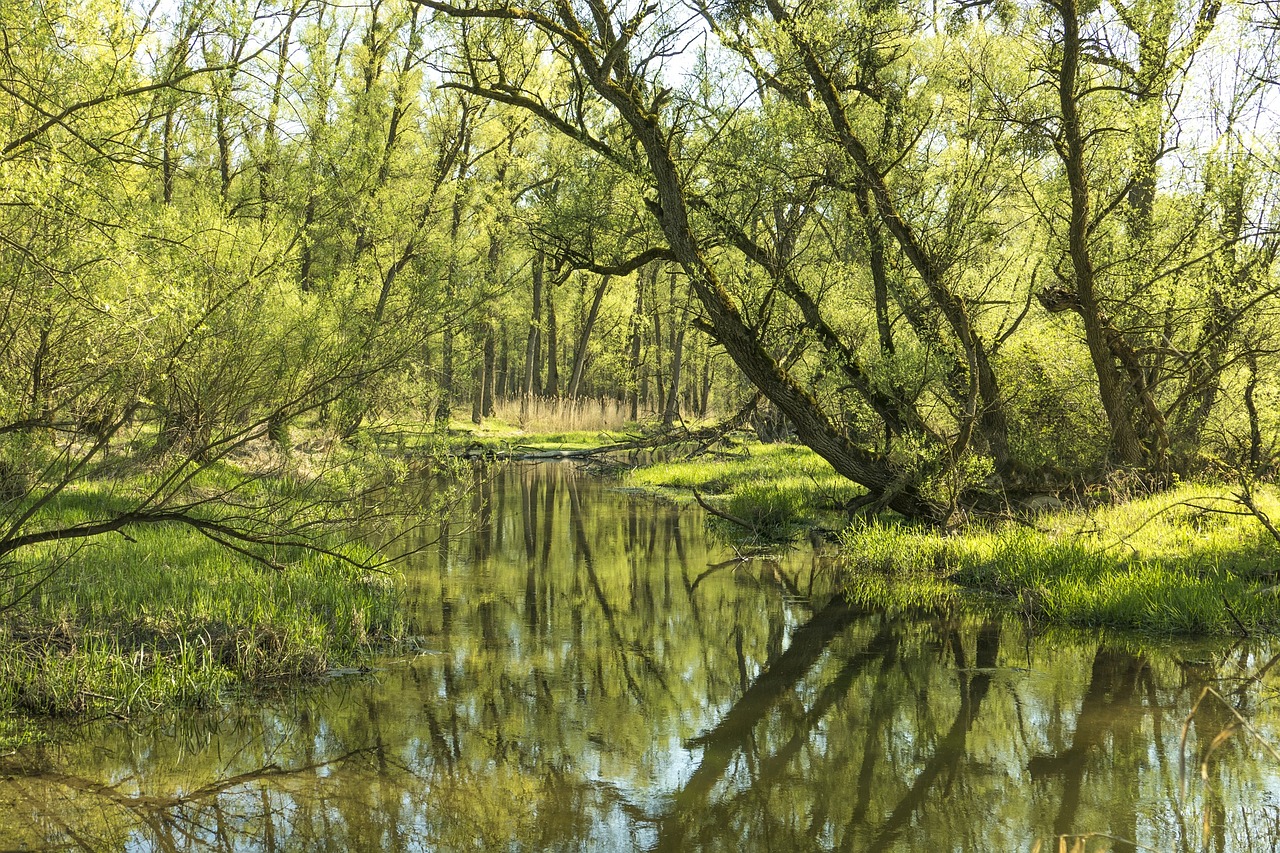 Gamta,  Žalias,  Pavasaris,  Vanduo,  Medžių Pjoviklis,  Augalas,  Nendrė,  Kraštovaizdis,  Uždaryti,  Žolės Žolės