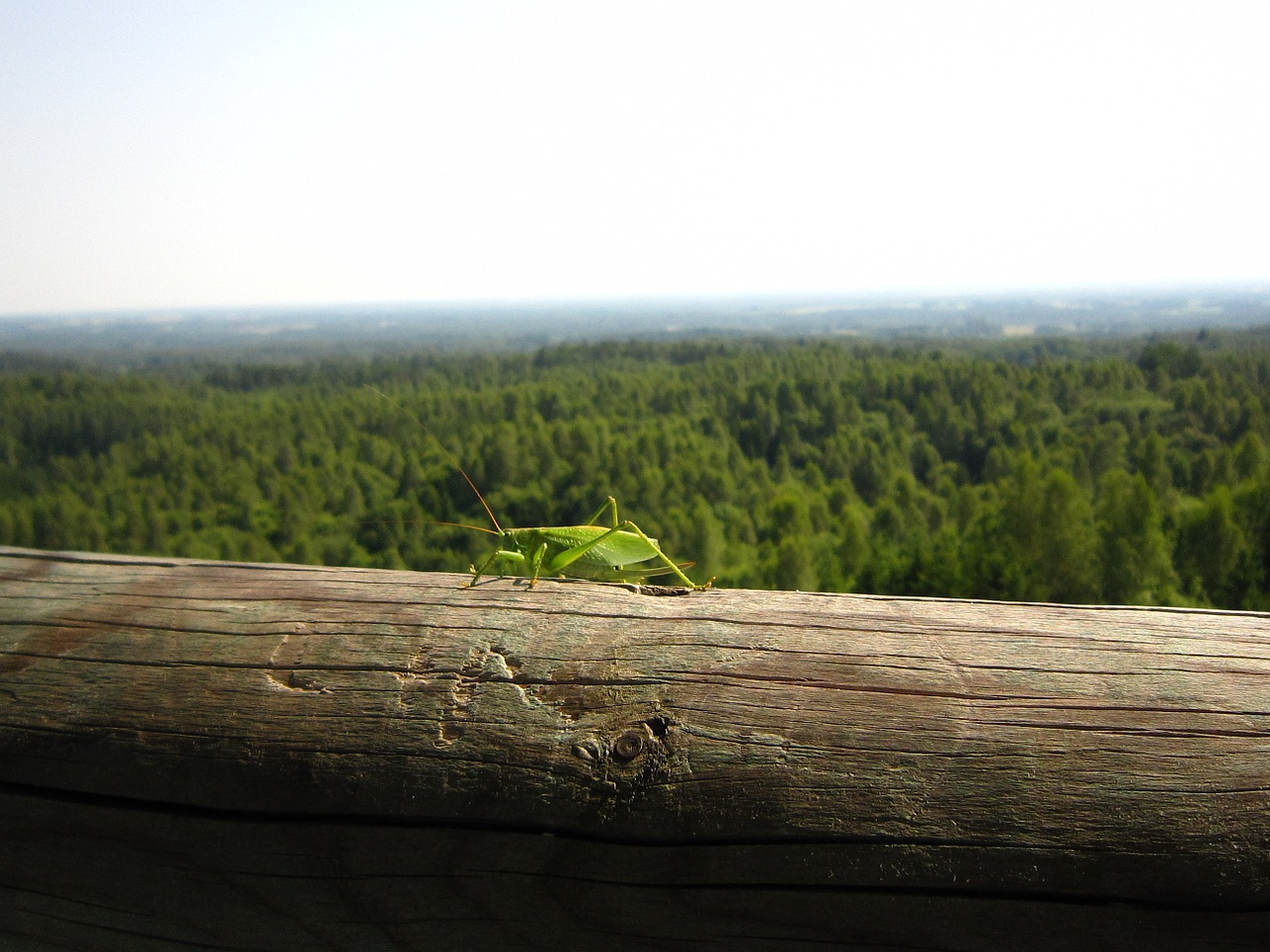 Gamta,  Estonia,  Žiogas,  Miškas,  Panorama, Nemokamos Nuotraukos,  Nemokama Licenzija