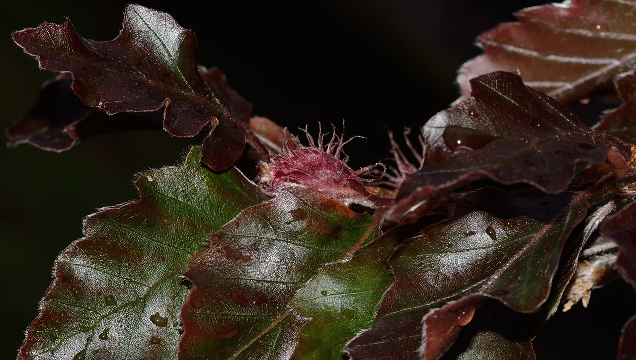 Gamta,  Medis,  Fagus,  Vaisiai,  Lapai, Nemokamos Nuotraukos,  Nemokama Licenzija