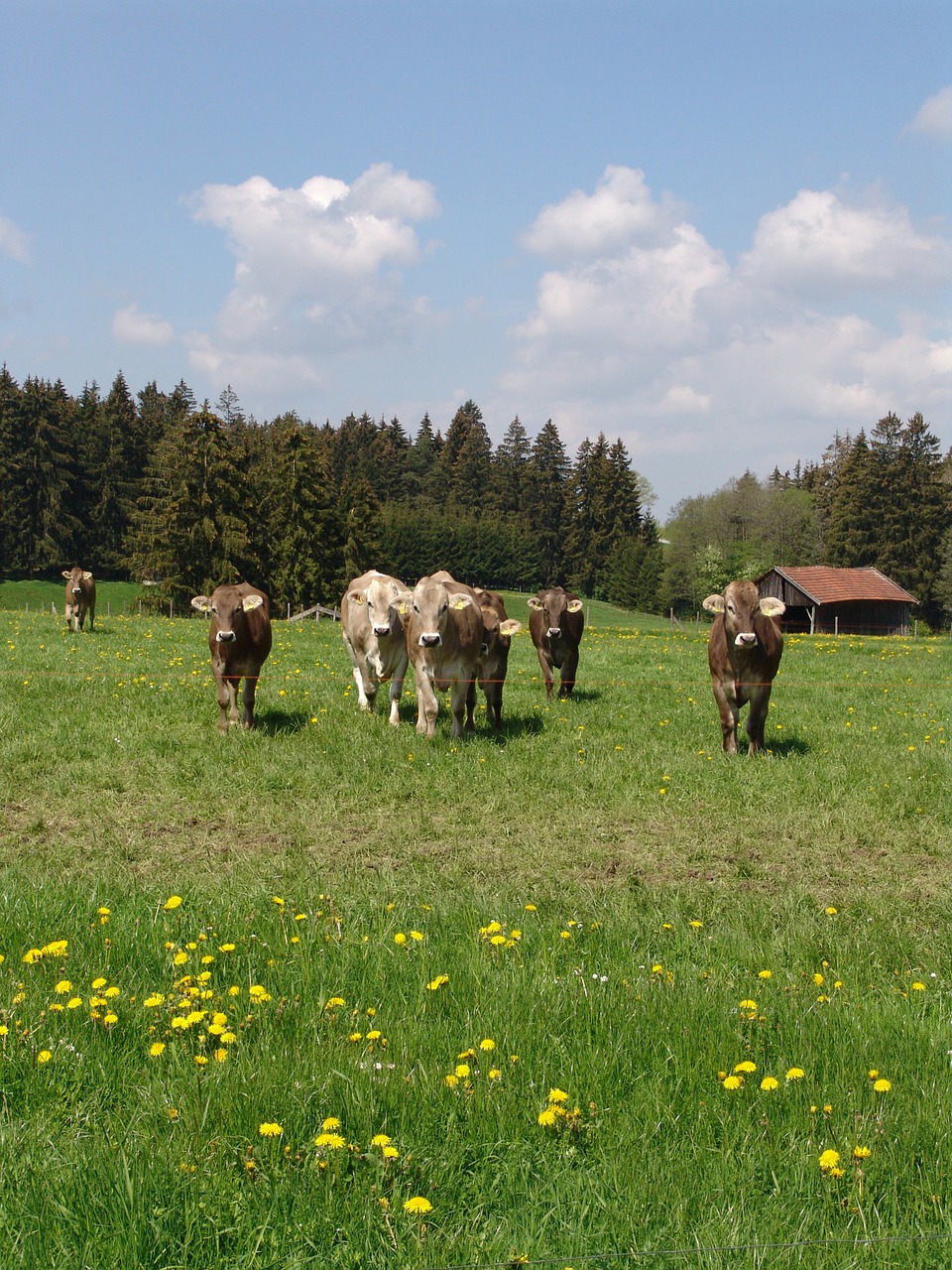 Gamta, Galvijai, Pieva, Nemokamos Nuotraukos,  Nemokama Licenzija