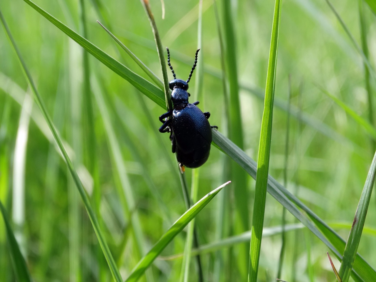 Gamta,  Vabzdys,  Fauna, Nemokamos Nuotraukos,  Nemokama Licenzija