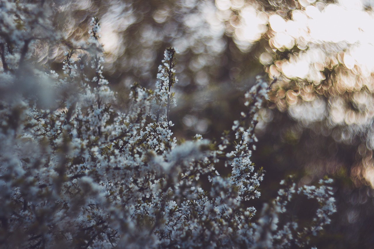 Gamta,  Gėlė,  Augalas,  Augimas,  Bokeh,  Fotografija,  Iš Arti,  Išsamiai,  Mėlynas,  Flora