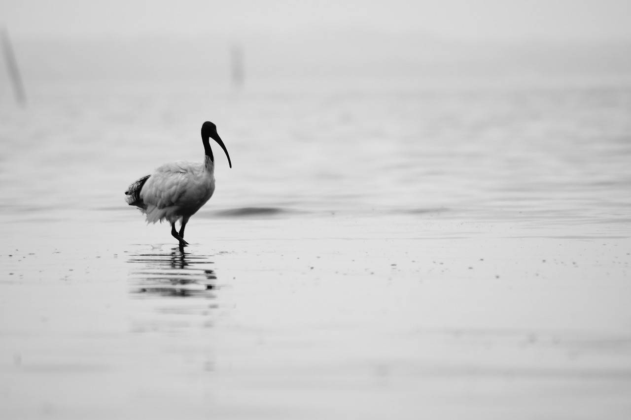 Gamta,  Gyvūnas,  Paukštis,  Heronas,  Egret,  Laukinė Gamta,  Zoologijos Sodas,  Parkas,  Fauna,  Vaikščioti