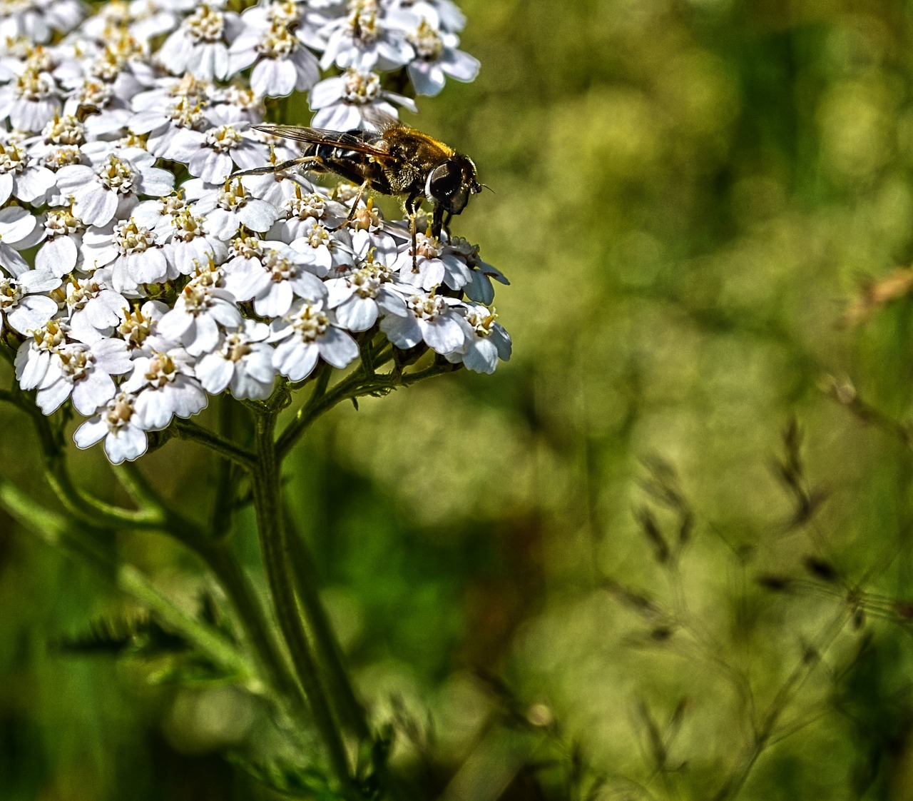 Gamta,  Gėlė,  Bičių, Nemokamos Nuotraukos,  Nemokama Licenzija