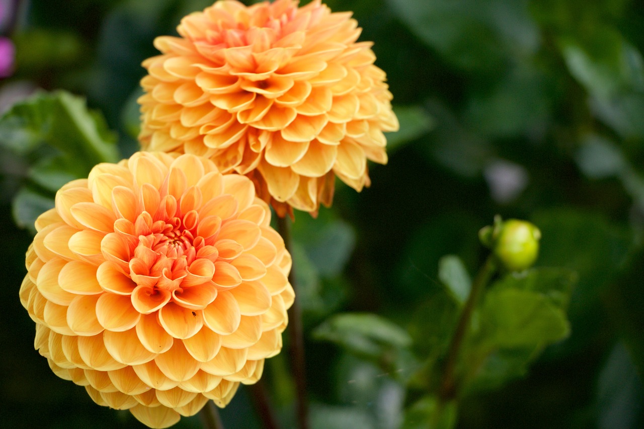 Dahlia, Gėlės, Geltona, Oranžinė, Gamta, Žiedas, Žydėti, Sylvia, Nemokamos Nuotraukos,  Nemokama Licenzija