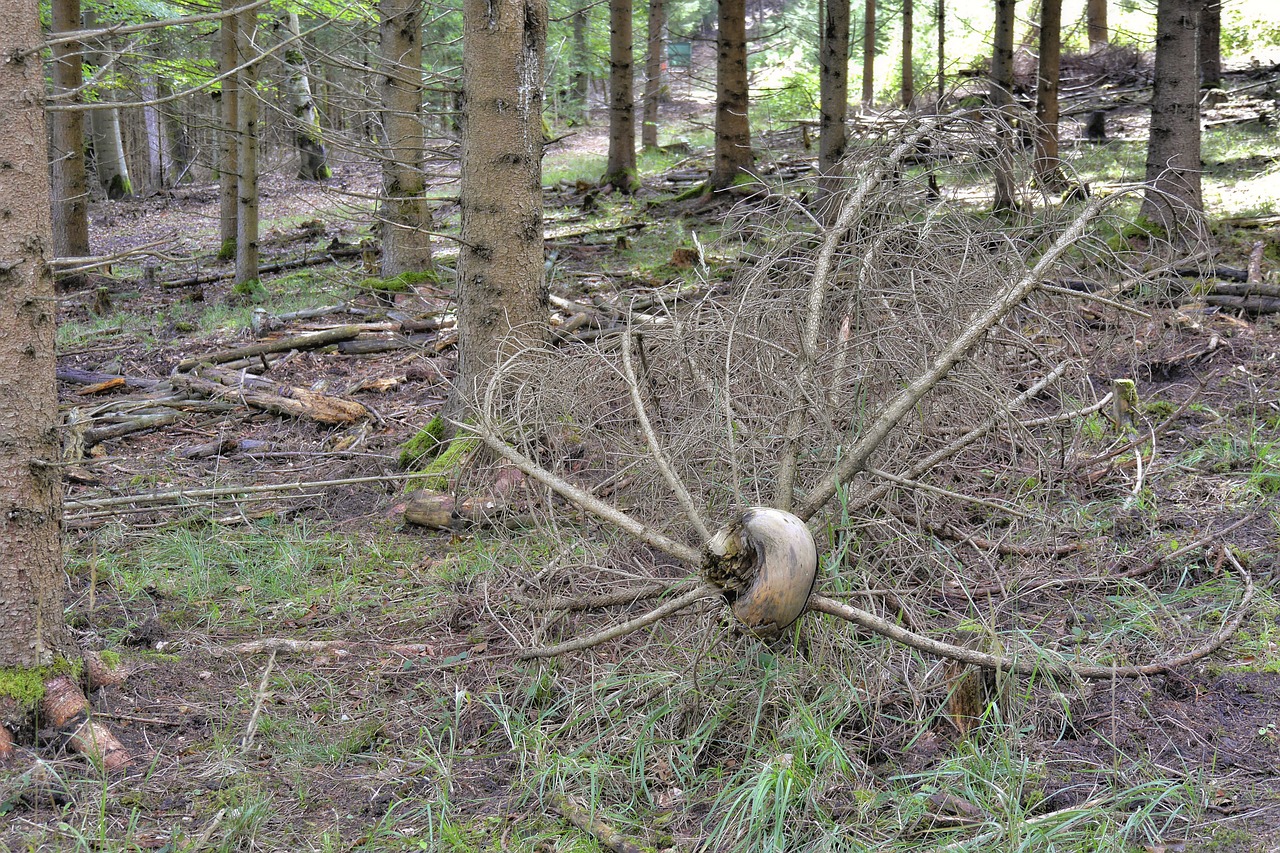 Gamta, Miškas, Šaknis, Medžiai, Mediena, Plunksna, Medžiai, Laukinė Gamta, Nemokamos Nuotraukos,  Nemokama Licenzija