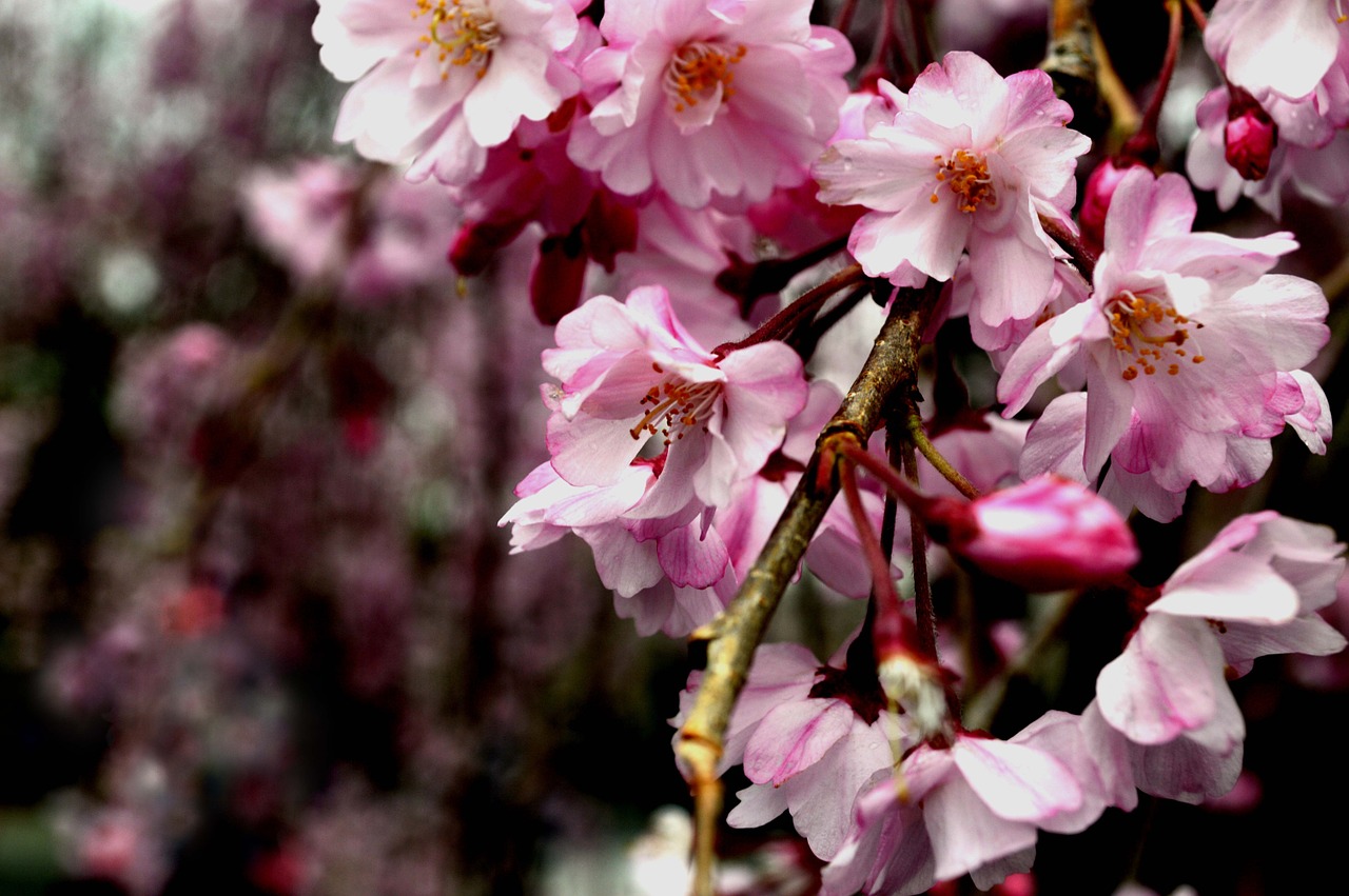 Sakura, Gamta, Pavasaris, Žiedas, Nemokamos Nuotraukos,  Nemokama Licenzija