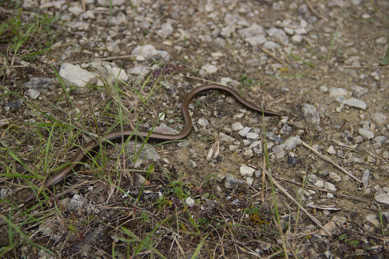 Gyvatė, Natrix, Lėtas Kirminas, Gamta, Žemė, Nemokamos Nuotraukos,  Nemokama Licenzija