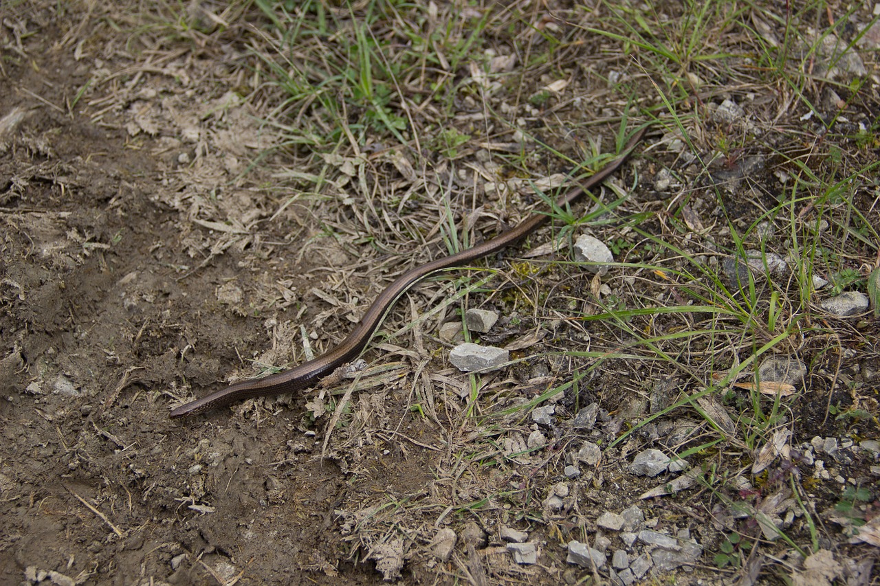 Gyvatė, Lėtas Kirminas, Natrix, Driežas, Gamta, Nuskaityti, Nemokamos Nuotraukos,  Nemokama Licenzija