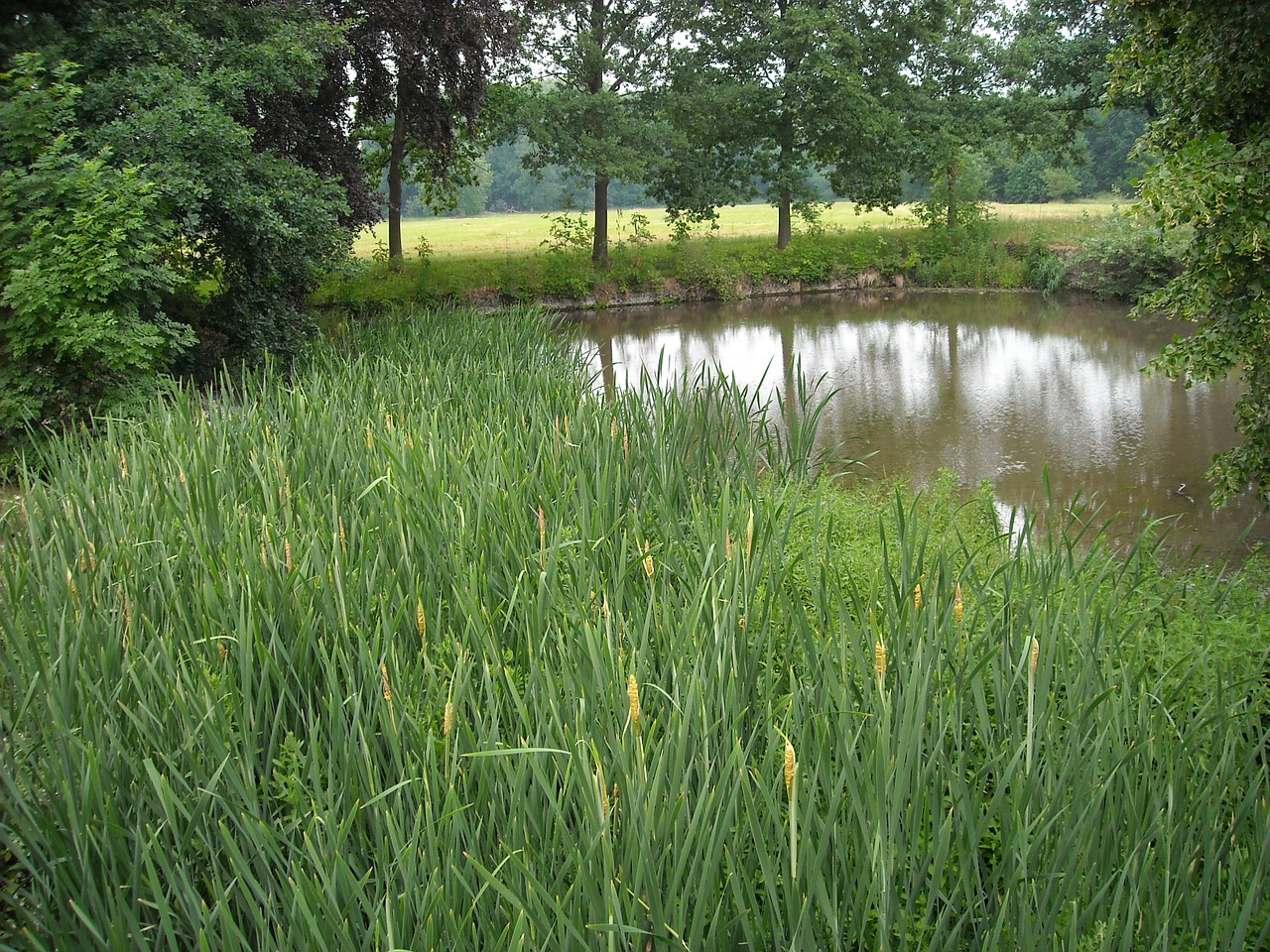 Gamta, Žalias, Tvenkinys, Medžiai, Nendrė, Žolė, Sodas, Vanduo, Atspindys, Pieva