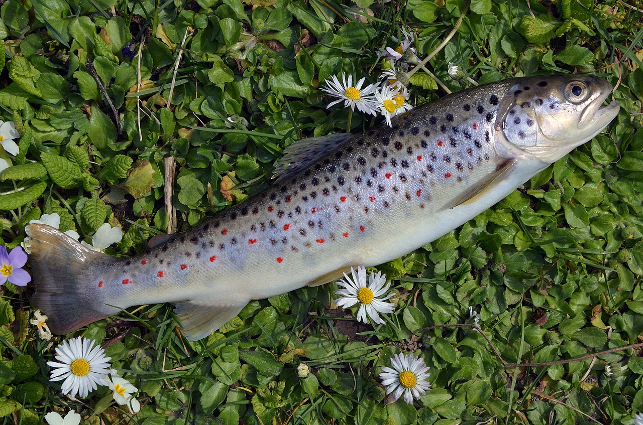 Gamta, Bulgarija, Upė, Stara Planina, Upėtakis, Žuvis, Žvejyba, Gaudyti, Nemokamos Nuotraukos,  Nemokama Licenzija