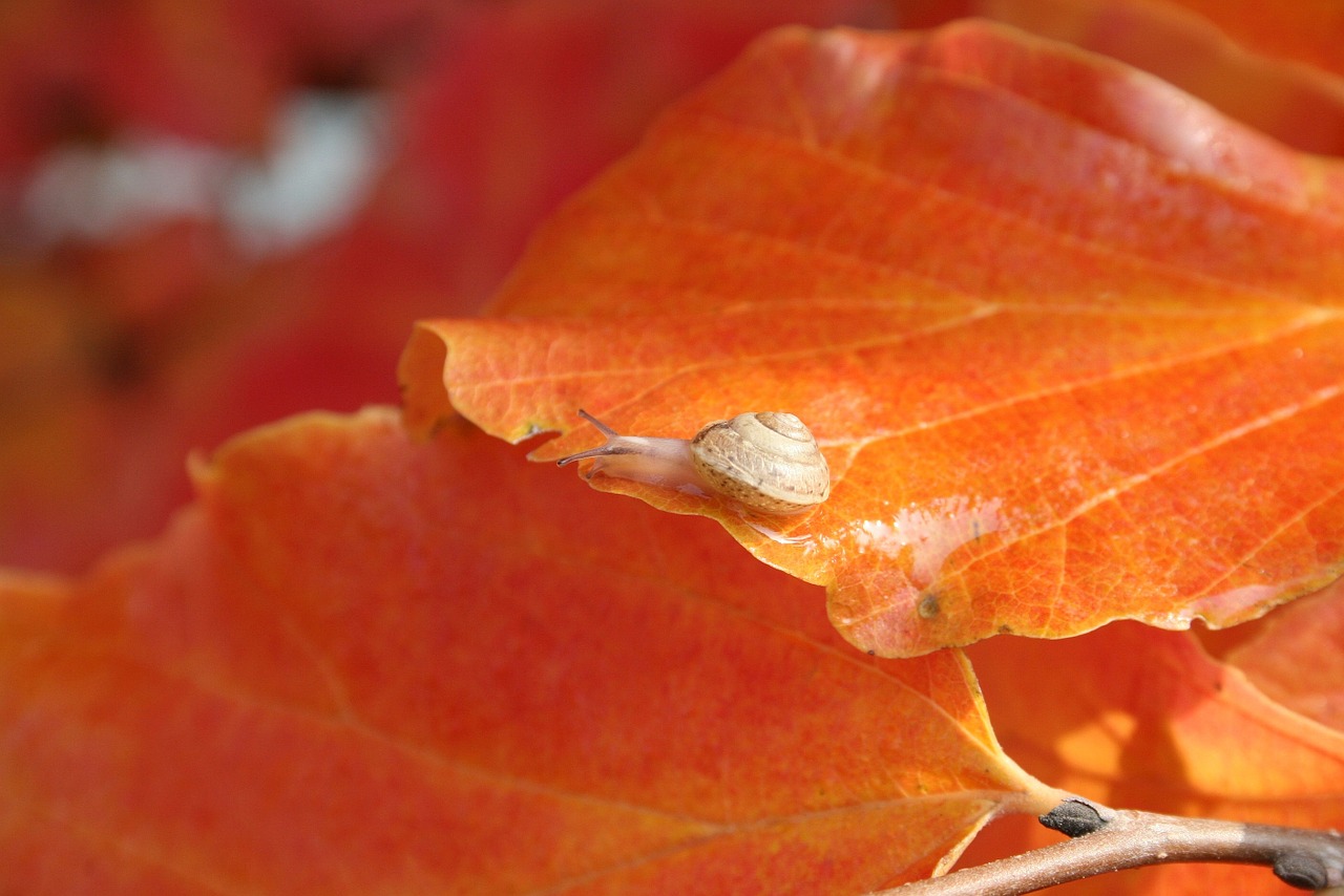 Gamta, Lapija, Krūmas, Sraigė, Oranžinė, Leisti, Rudens Lapas, Nemokamos Nuotraukos,  Nemokama Licenzija