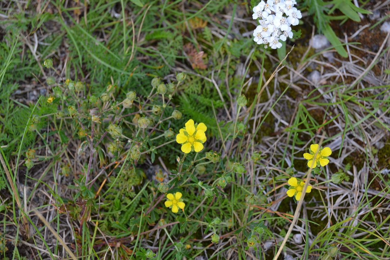 Gamta, Švedija, Silverweed, Vasara, Pieva, Geltona, Balta, Gėlės, Mažos Gėlės, Žolė