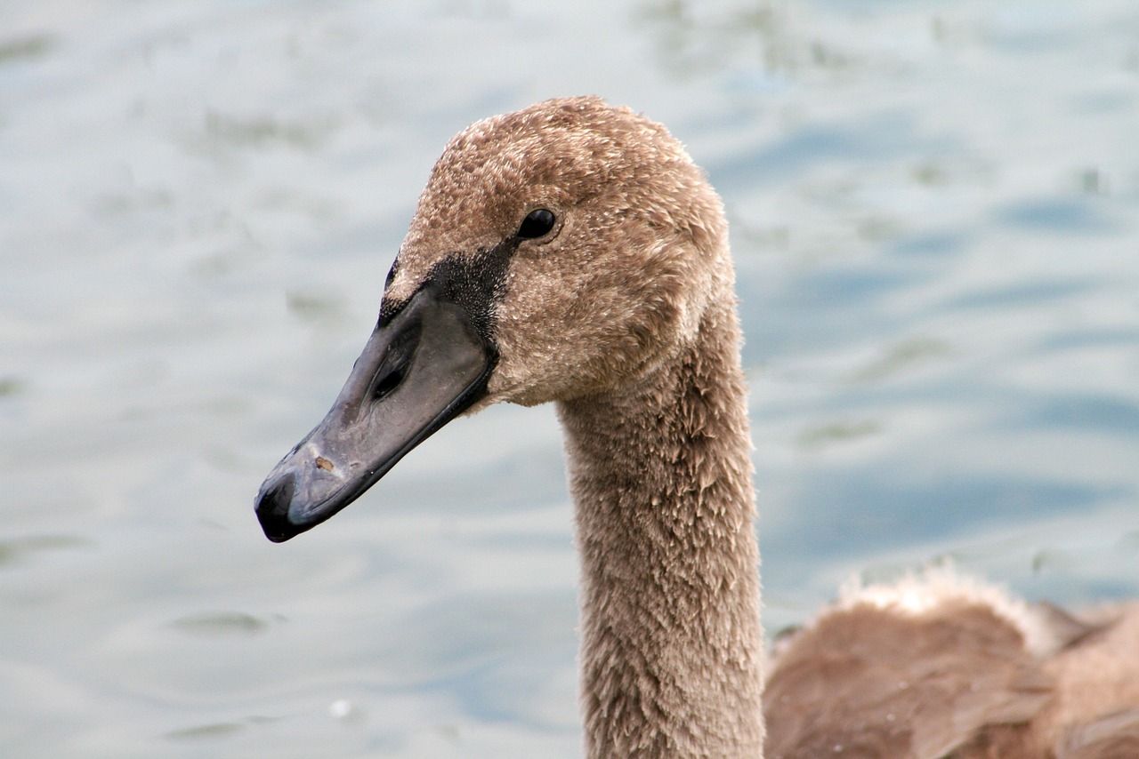 Gamta, Gyvūnas, Paukštis, Gulbė, Cygnet, Állatportré, Nemokamos Nuotraukos,  Nemokama Licenzija